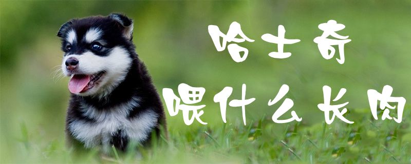 哈士奇喂什么長(zhǎng)肉1