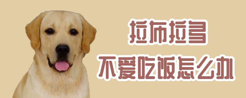 拉布拉多不愛(ài)吃飯?jiān)趺崔k