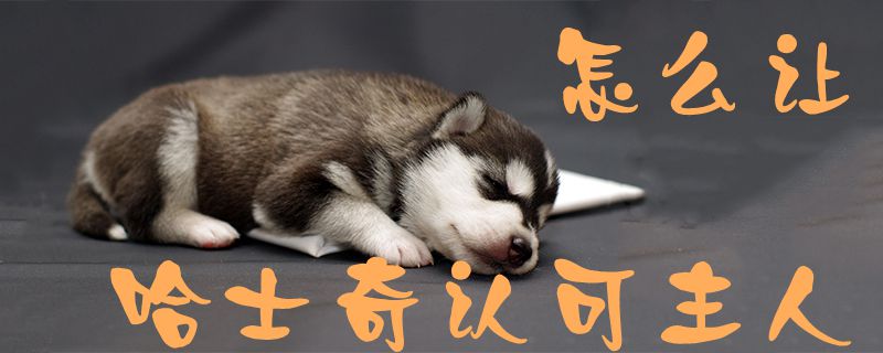怎么讓哈士奇認(rèn)可主人1
