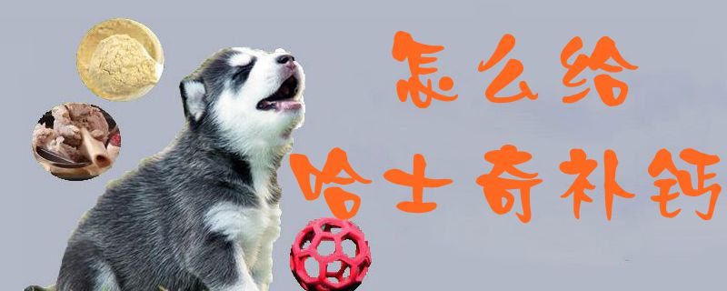 怎么給哈士奇補(bǔ)鈣1