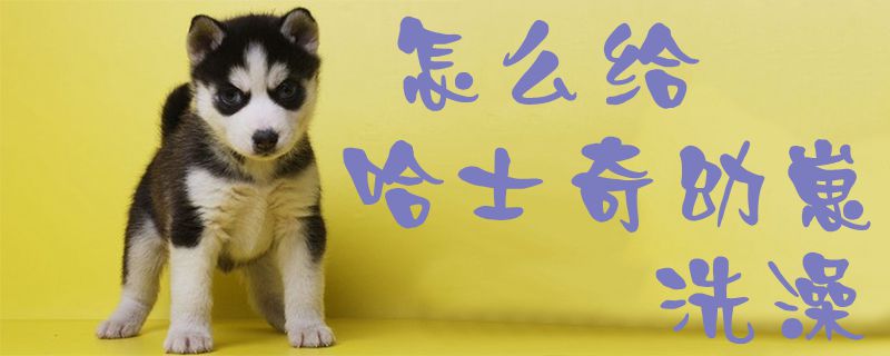 怎么給哈士奇幼崽洗澡1