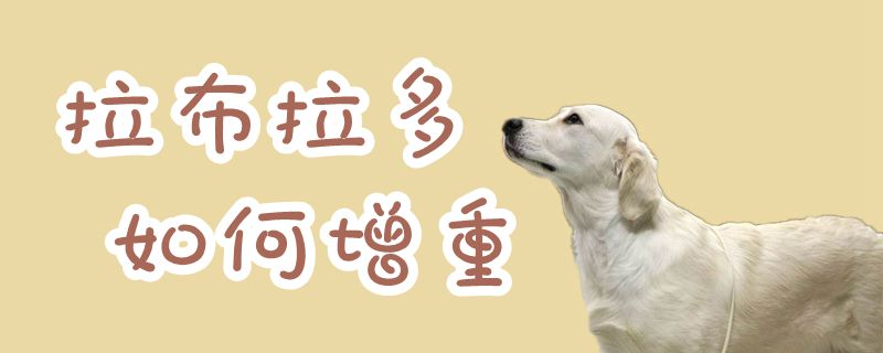 拉布拉多如何增重