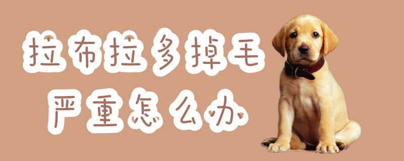 拉布拉多掉毛嚴(yán)重怎么辦