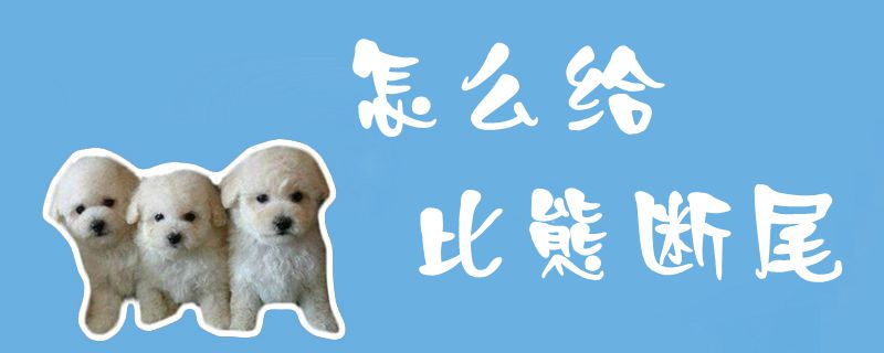 怎么給比熊斷尾1