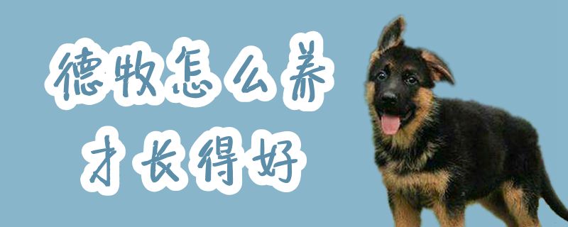 德牧怎么養(yǎng)才長得好