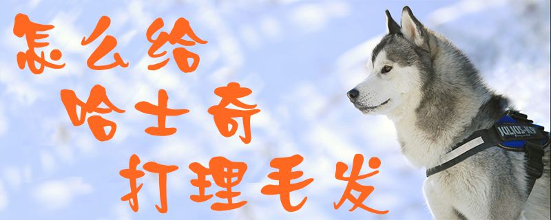 怎么給哈士奇打理毛發(fā)0