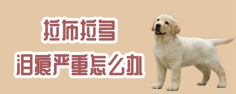 拉布拉多淚痕嚴(yán)重怎么辦