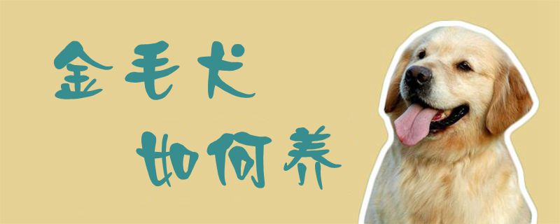 金毛犬如何養(yǎng)1