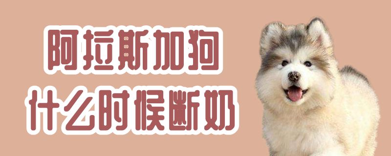 阿拉斯加狗什么時(shí)候斷奶