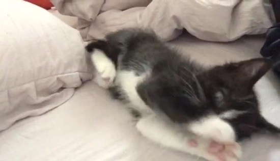 怎么訓(xùn)練貓咪在窩里睡覺 訓(xùn)練貓咪寵物窩睡覺方法