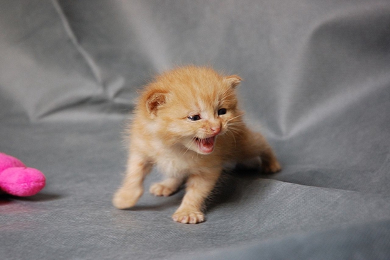 怎么訓(xùn)練貓咪在窩里睡覺 訓(xùn)練貓咪寵物窩睡覺方法