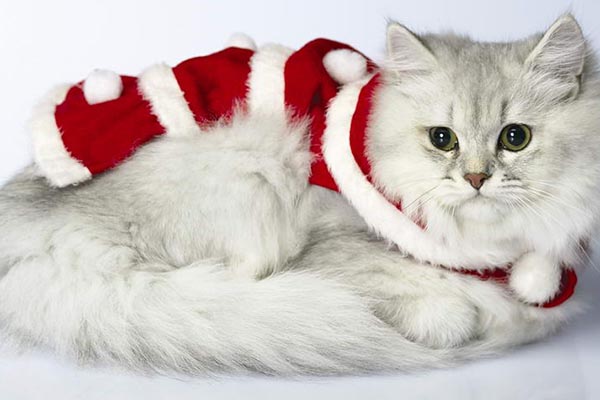 襤褸貓?jiān)趺从?xùn)練 襤褸貓訓(xùn)練技巧