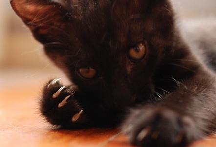 怎么訓(xùn)練貓咪不亂撿東西吃 貓咪訓(xùn)練方法