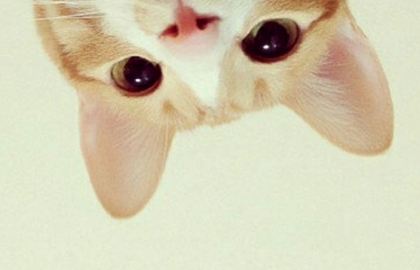 怎么訓(xùn)練貓不咬人 調(diào)教貓咪不再咬人方法