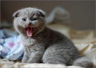 怎么訓(xùn)練貓不咬人 調(diào)教貓咪不再咬人方法