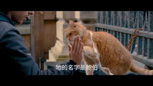 怎么訓(xùn)練貓擊掌 貓咪擊掌調(diào)教