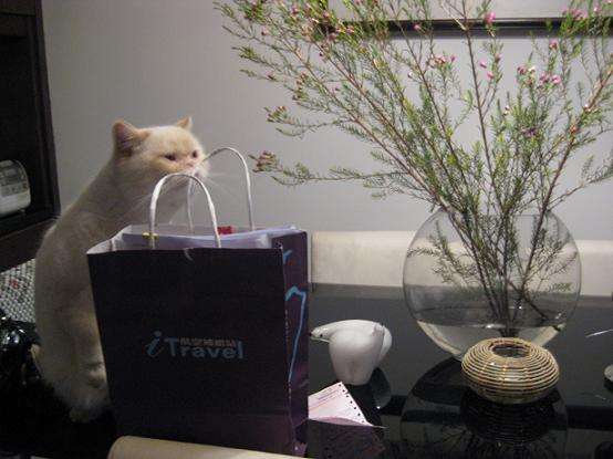 如何訓練貓不上桌子 貓咪訓練之不上桌子