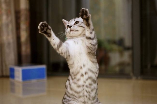 怎么訓(xùn)練貓咪優(yōu)雅站立 貓咪站立訓(xùn)練方法