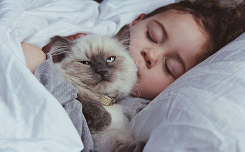 怎么訓(xùn)練貓咪不鉆被窩 貓咪訓(xùn)練之鉆被窩