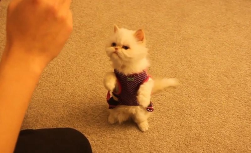 怎樣訓(xùn)練貓?zhí)h(huán) 貓咪跳環(huán)訓(xùn)練