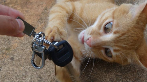 怎么訓(xùn)練貓叼東西 貓咪叼玩具訓(xùn)練法