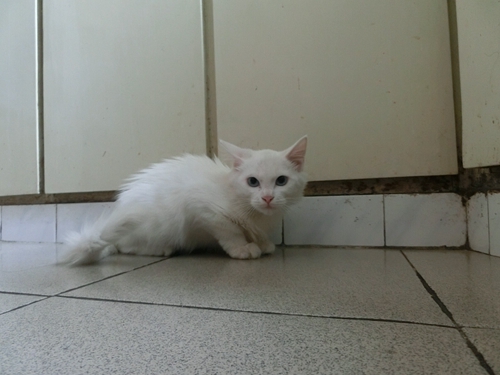 怎么訓(xùn)練山東獅子貓不咬人 山東獅子貓訓(xùn)練