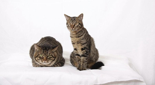 怎么訓(xùn)練貍花貓抓老鼠 貍花貓抓老鼠訓(xùn)練方法