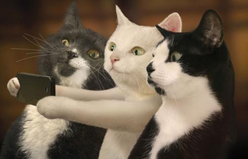 怎樣訓(xùn)練緬甸貓 調(diào)教緬甸貓注意事項