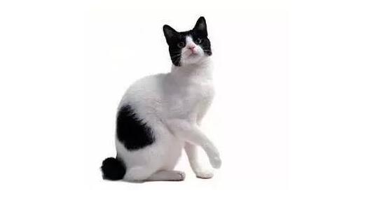 怎么訓(xùn)練短尾貓用貓砂 日本短尾貓訓(xùn)練技巧