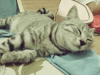 怎么訓(xùn)練美國短尾貓不咬人