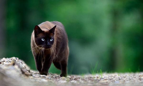 怎么訓(xùn)練東奇尼貓用馬桶