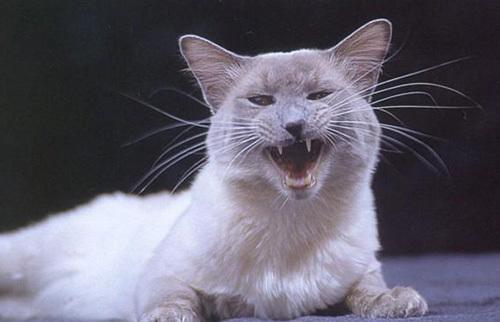 巴厘貓怎么訓(xùn)練 巴厘貓訓(xùn)練之不亂叫