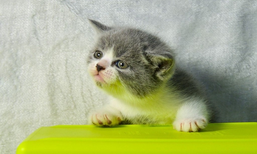 英國(guó)短毛貓?jiān)趺从?xùn)練 英短訓(xùn)練技巧