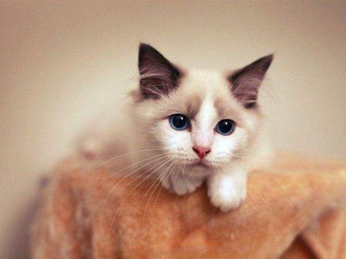 怎么訓(xùn)練伯曼貓不咬人 伯曼貓訓(xùn)練方法