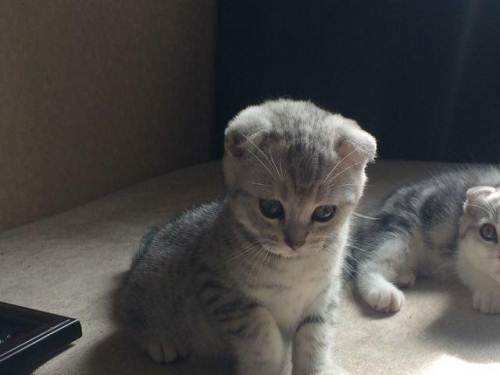 如何訓(xùn)練折耳貓不跳床 蘇格蘭折耳貓制止跳床方法