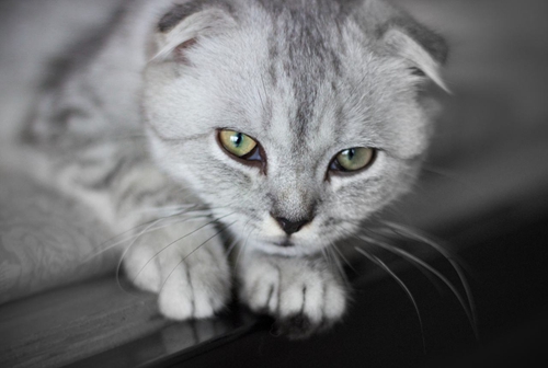 折耳貓很兇怎么訓(xùn)練 折耳貓訓(xùn)練方法