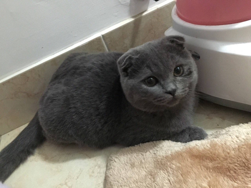 怎樣訓(xùn)練英國(guó)短毛貓用馬桶