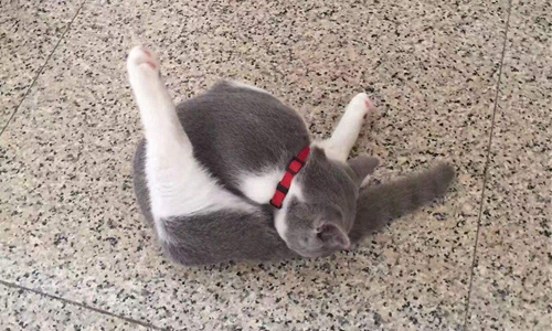 英國短毛貓犯錯怎么懲罰 英短犯錯懲罰法