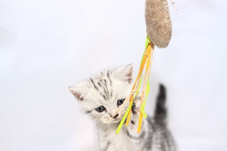 美國(guó)短毛貓如何調(diào)教 美短訓(xùn)練方法