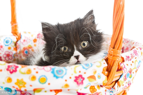 怎么訓(xùn)練波斯貓不偷吃東西 波斯貓偷吃東西解決辦法