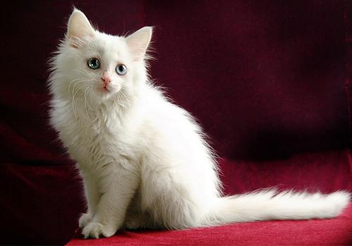 怎么訓(xùn)練波斯貓聽話 波斯貓服從性訓(xùn)練