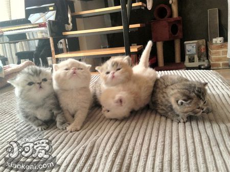 如何訓(xùn)練加菲貓不鉆被窩 寵物貓不鉆被窩的方法