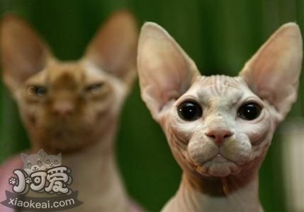 如何訓(xùn)練加拿大無(wú)毛貓游泳 詳細(xì)訓(xùn)練步驟