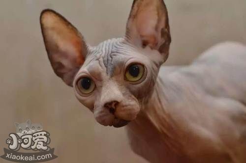 加拿大無毛貓?jiān)趺从?xùn)練 訓(xùn)練貓咪乖巧聽話注意事項(xiàng)