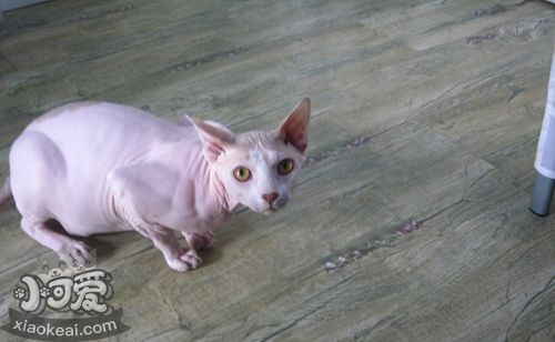 怎么訓(xùn)練加拿大無(wú)毛貓用馬桶