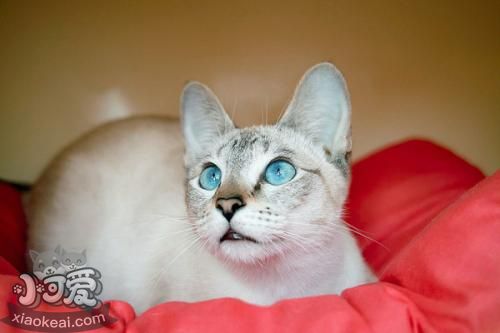 怎么讓暹羅貓聽話 訓(xùn)練暹羅貓的方法