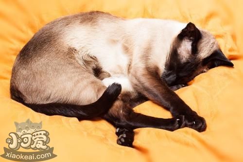 如何訓(xùn)練暹羅貓 4招教你訓(xùn)練暹羅貓