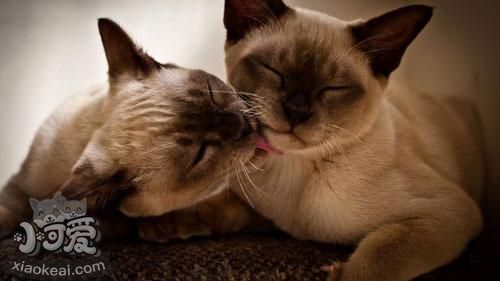 怎么訓(xùn)練暹羅貓定點磨爪 暹羅貓磨爪訓(xùn)練