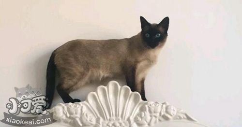 如何讓暹羅貓記住自己名字 暹羅貓訓(xùn)練誤區(qū)