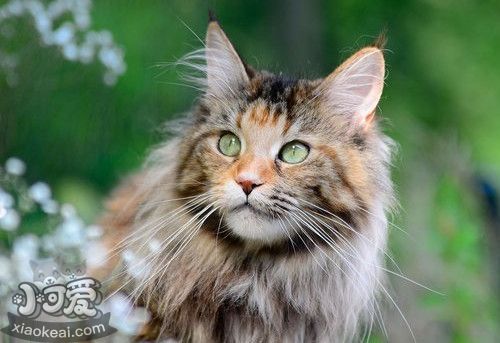 緬因貓犯錯(cuò)怎么辦 貓咪犯錯(cuò)訓(xùn)練方法